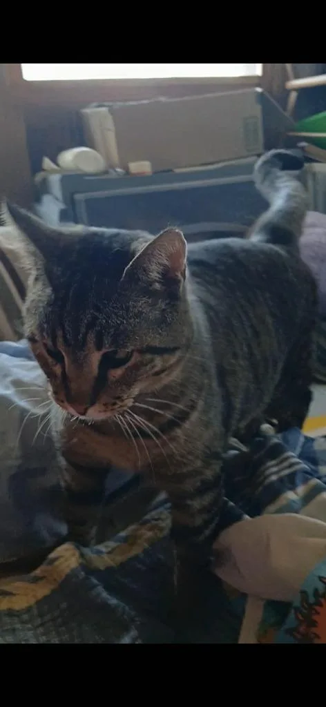 An adult small-sized male Domestic Short Hair cat named Newman for adoption in Olney, IL