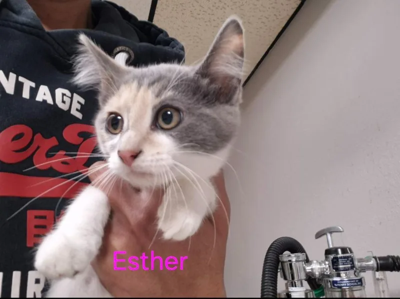 Esther