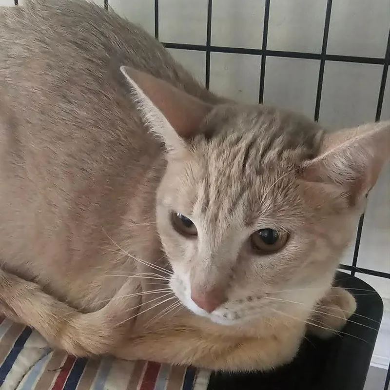 An adult medium-sized female Buff / Tan / Fawn Domestic Short Hair cat named Cheesecake for adoption in Austin, TX
