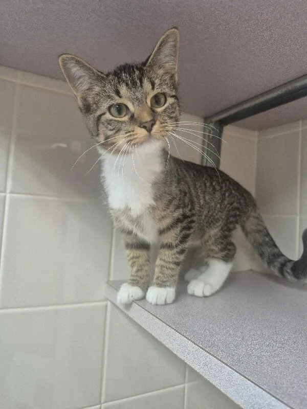 A young medium-sized female Domestic Short Hair cat named Agate for adoption in Bluffton, IN