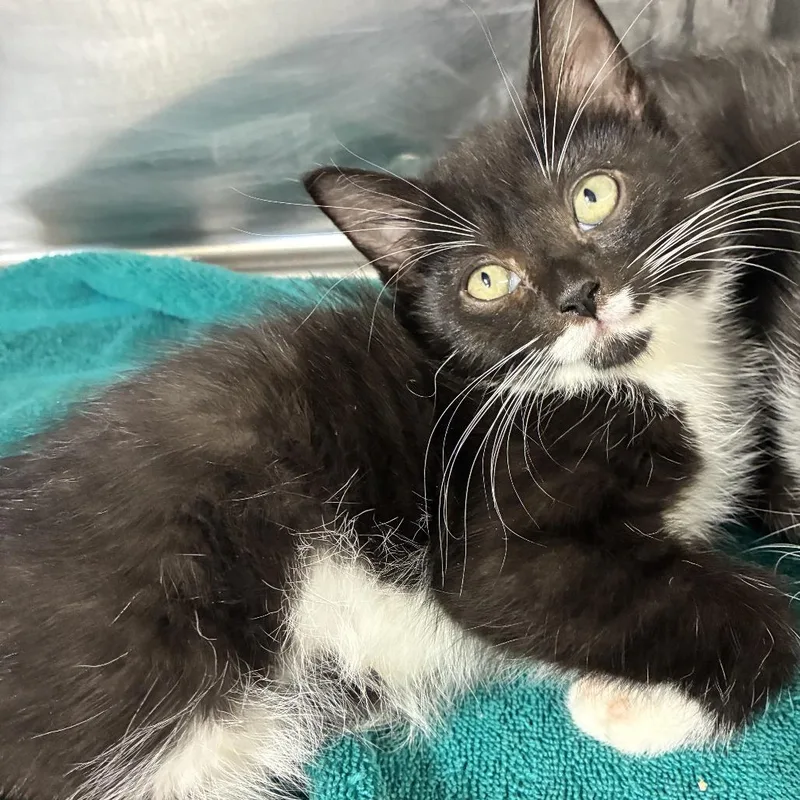 A baby small-sized male Black American Shorthair cat named Marvin for adoption in Natick, MA