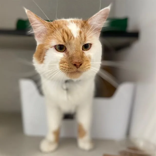 A young small-sized male Domestic Short Hair cat named Gandalf for adoption in Aurora, CO