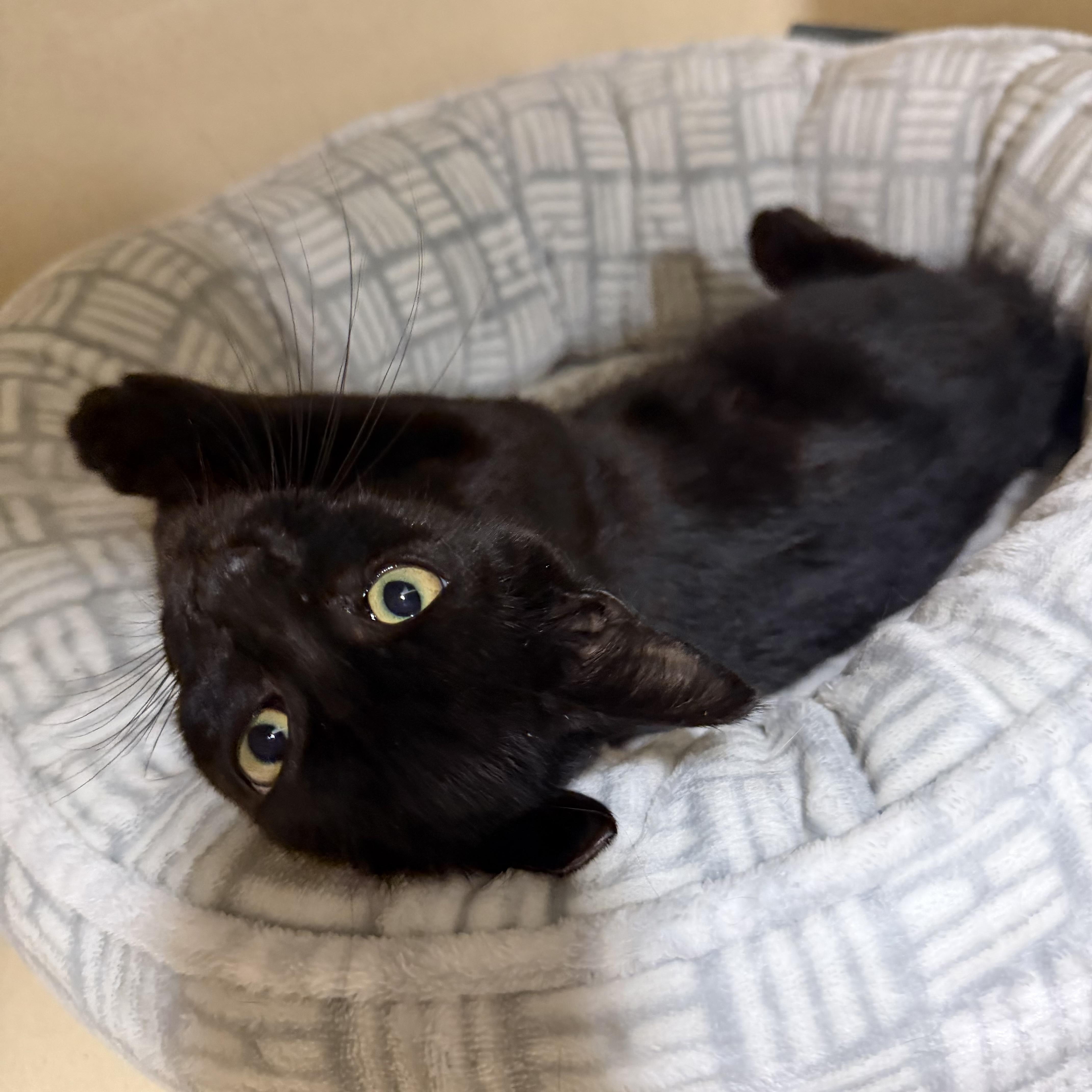 A young medium-sized male Black Domestic Short Hair cat named Indy for adoption in Brick, NJ