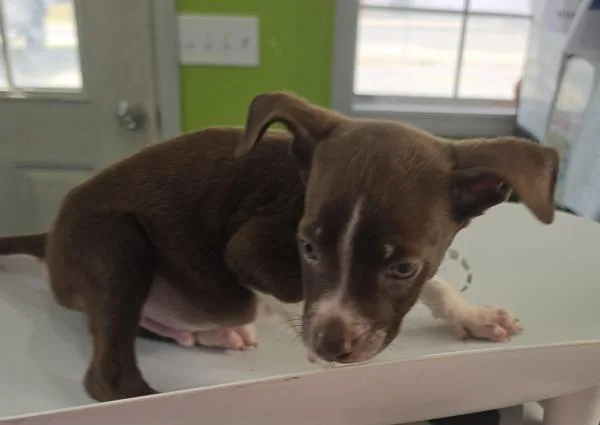 A baby large-sized male Hound dog named Chocolate for adoption in Cleveland, TN