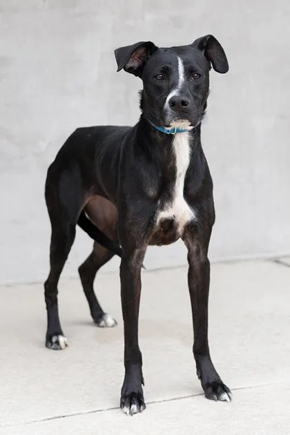 An adult medium-sized female Mixed Breed dog named Bunny for adoption in Longmont, CO