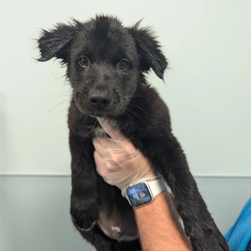An adult medium-sized male Labrador Retriever dog named Ace for adoption in New Castle, DE