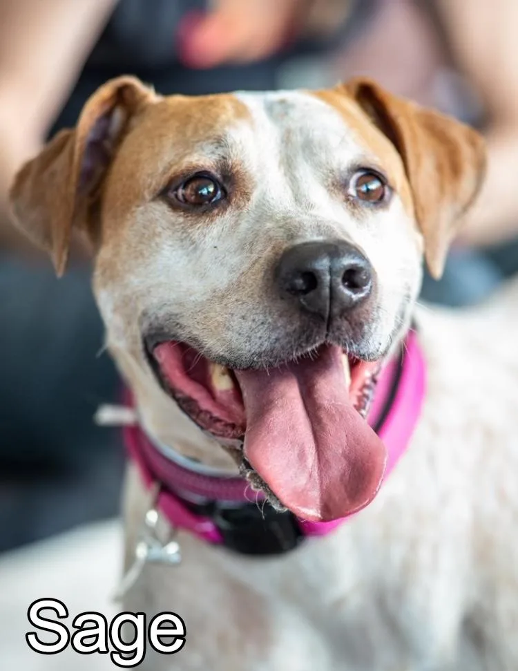 An adult large-sized female Apricot / Beige American Staffordshire Terrier dog named Sage for adoption in Acton, CA