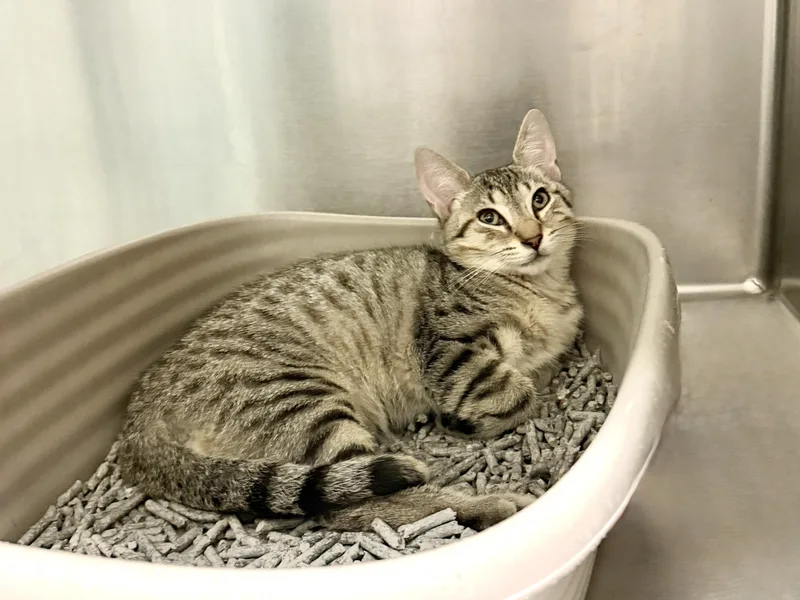 A baby medium-sized male Tabby (Brown / Chocolate) Domestic Short Hair cat named Rugelach for adoption in Wantagh, NY