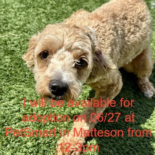 A young medium-sized female Yellow / Tan / Blond / Fawn Mixed Breed dog named Dora for adoption in Matteson, IL