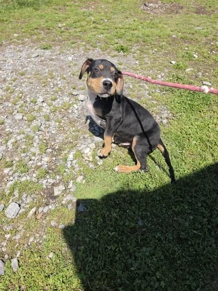 Cesar