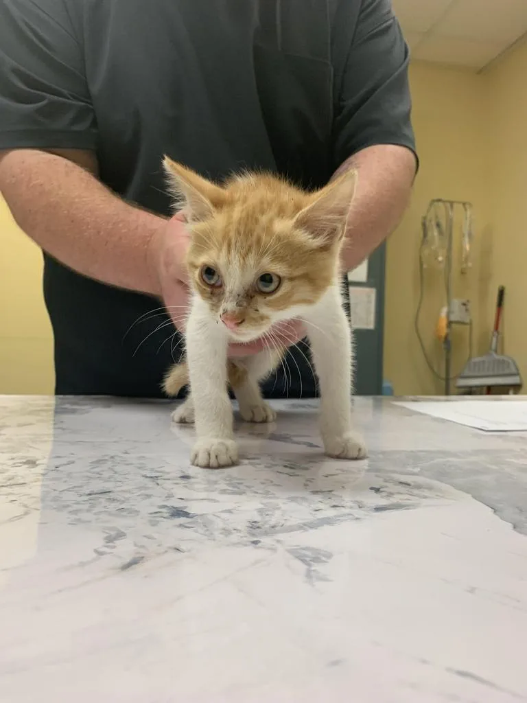A baby medium-sized female Domestic Short Hair cat named Strudel for adoption in Florence, SC
