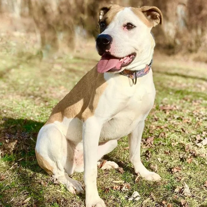 An adult large-sized female Red / Chestnut / Orange Boxer dog named Bella for adoption in Huntington, WV