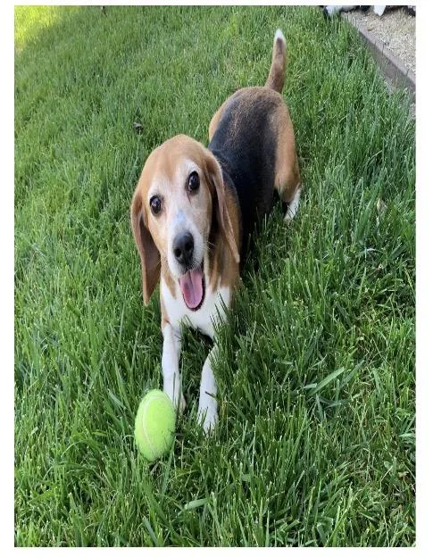 An adult small-sized female Tricolor (Brown, Black, & White) Beagle dog named Faith for adoption in Grayslake, IL