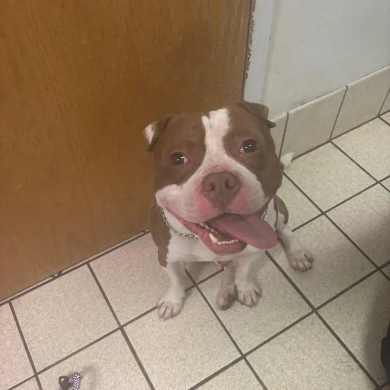 A young medium-sized male Brown / Chocolate Mixed Breed dog named Stunner for adoption in Charleston, WV