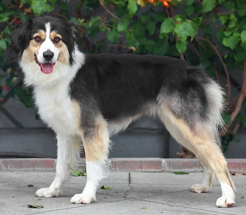 A young medium-sized female Tricolor (Brown, Black, & White) German Shepherd Dog dog named Stacy Von Schwaan for adoption in Los Angeles, CA