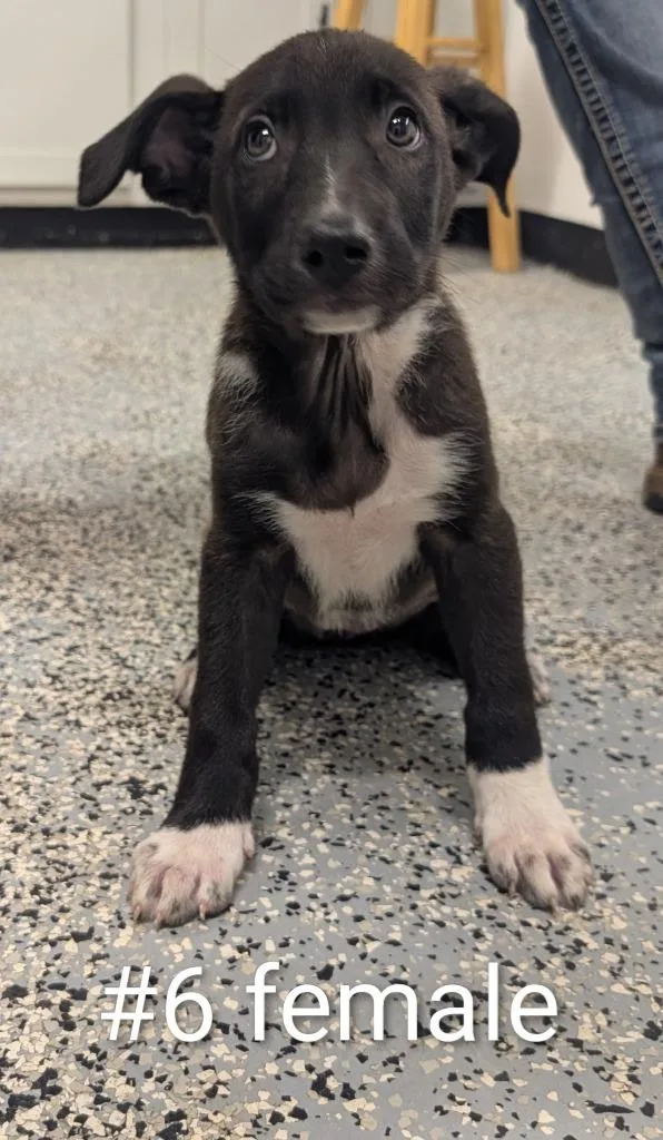A baby medium-sized female German Shepherd Dog dog named Quirky for adoption in Seven Points, TX