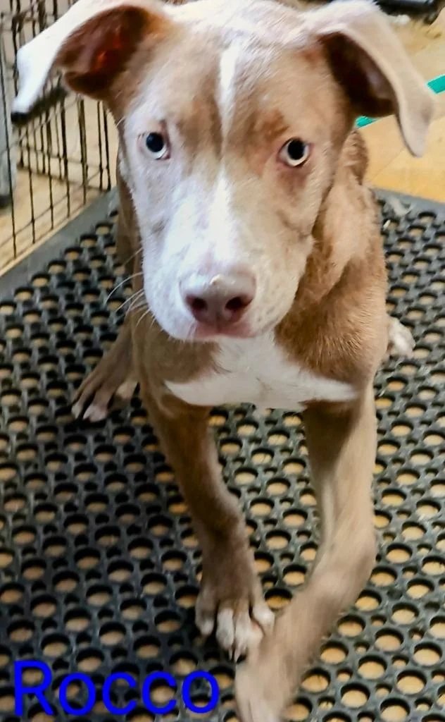 A baby medium-sized male Staffordshire Bull Terrier dog named Rocco for adoption in Mena, AR