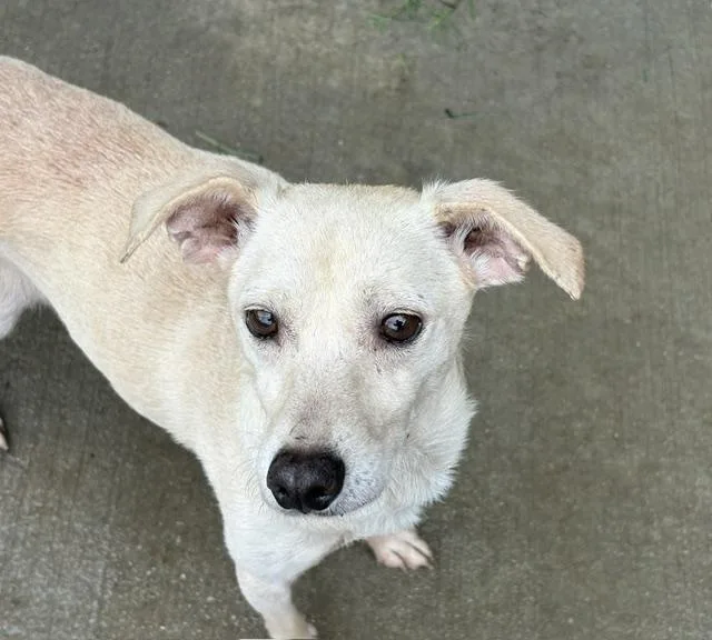 An adult small-sized male Chihuahua dog named Jax for adoption in Tulsa, OK
