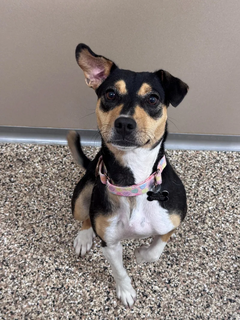 A young small-sized female Tricolor (Brown, Black, & White) Mixed Breed dog named Debbie for adoption in Hackensack, MN