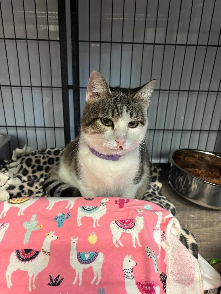 A senior medium-sized female Domestic Short Hair cat named Lucy for adoption in Algona, IA