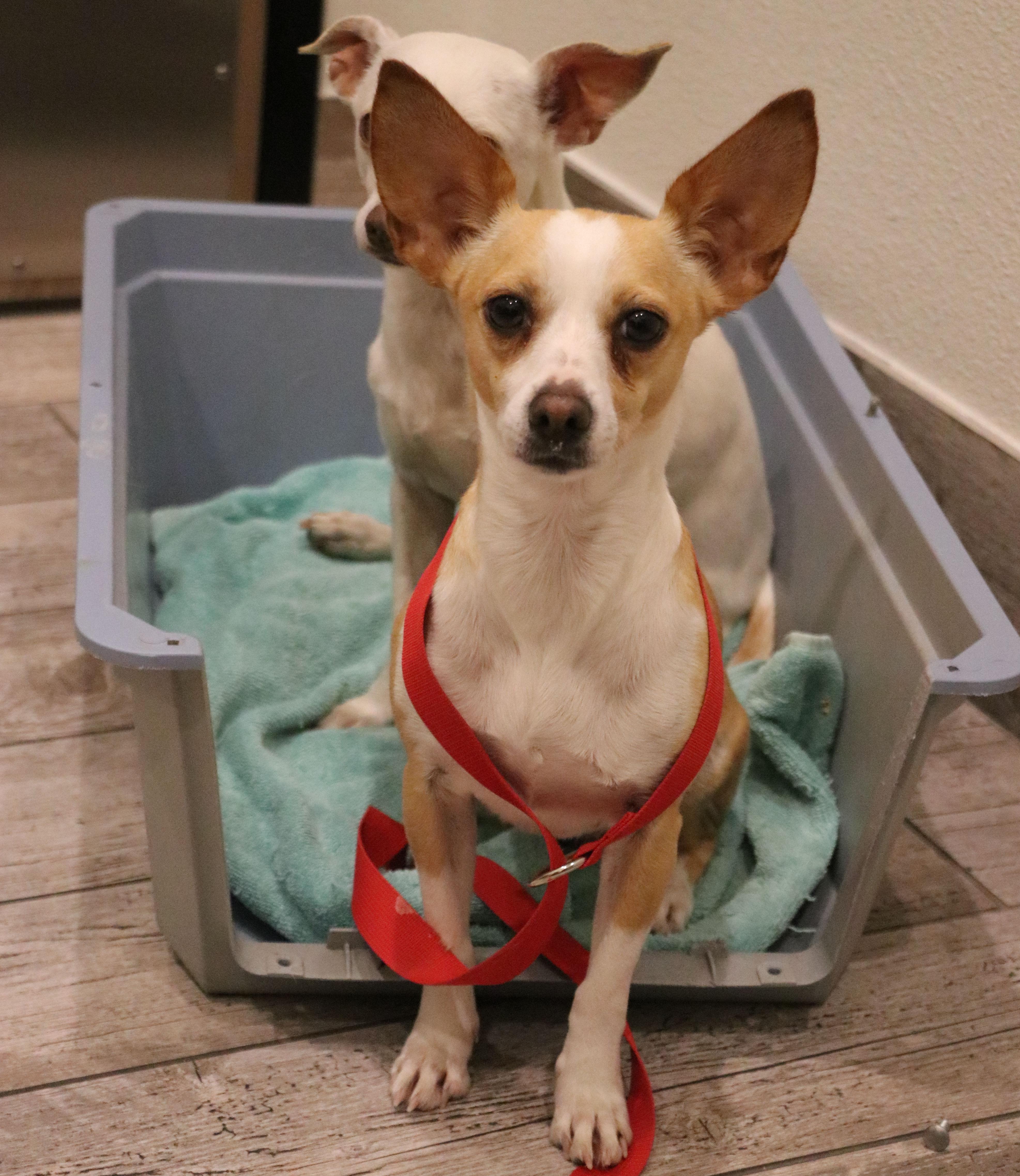 A young small-sized female Apricot / Beige Chihuahua dog named Curie for adoption in Pflugerville, TX