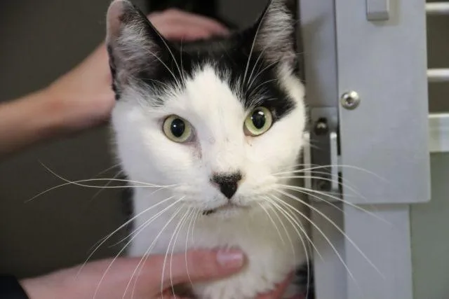 An adult small-sized male Domestic Short Hair cat named Loki for adoption in Tucson, AZ