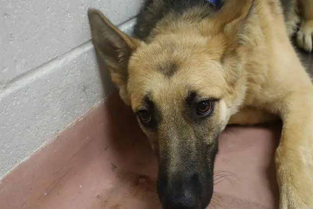 A young medium-sized female Mixed Breed dog named Missy for adoption in Columbia, SC