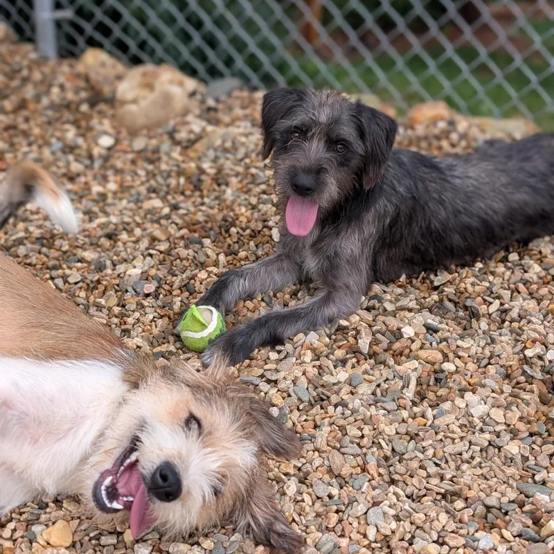 A young medium-sized female Gray / Blue / Silver Terrier dog named Riley for adoption in Lenoir, NC