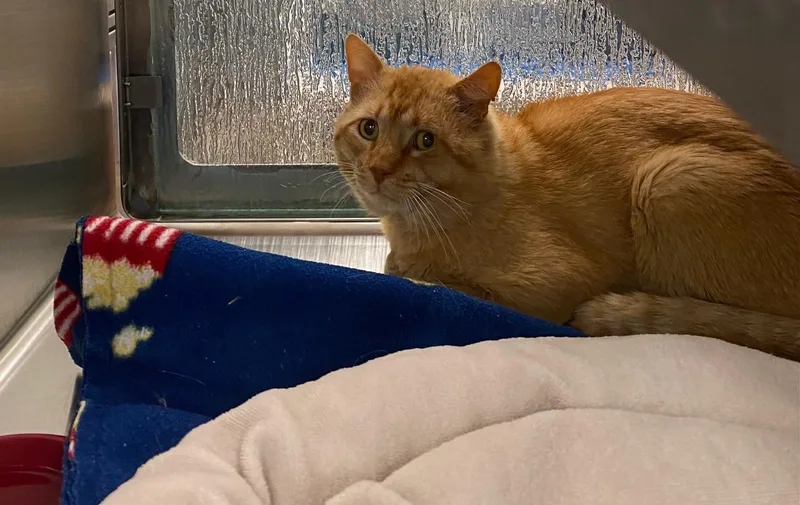 An adult medium-sized male Domestic Short Hair cat named Goldfish A for adoption in Plano, TX