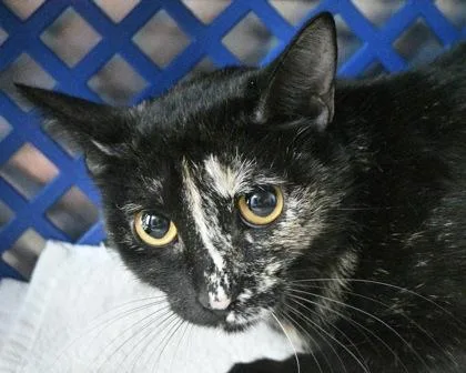 An adult small-sized female Domestic Short Hair cat named Windflower for adoption in West Seneca, NY