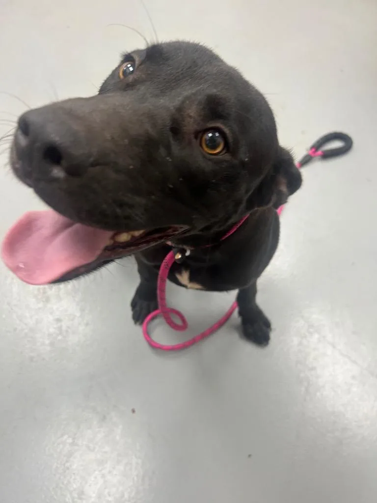 An adult medium-sized male Labrador Retriever dog named Chill Bill for adoption in Hartsville, SC