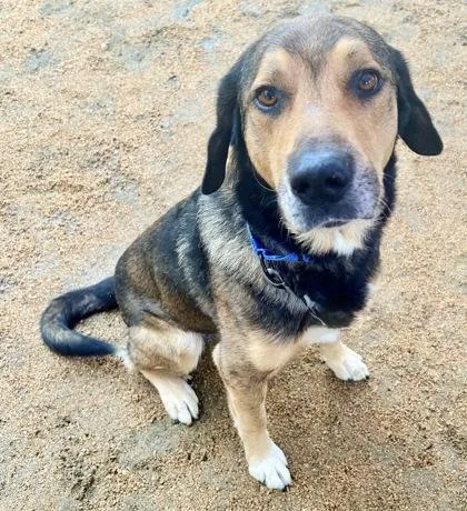 An adult large-sized male Tricolor (Brown, Black, & White) Mixed Breed dog named Shine for adoption in Georgetown, TX
