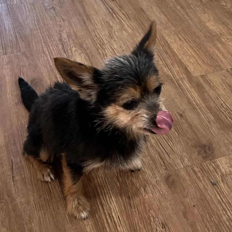 A senior small-sized female Black Yorkshire Terrier dog named Tahnee Leigh for adoption in Houston, TX