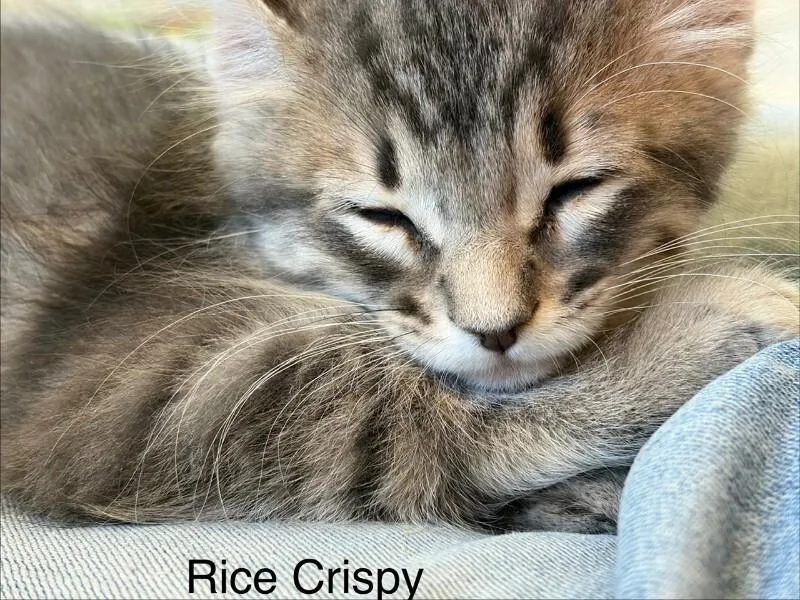 Rice Crispy thumbnail 4