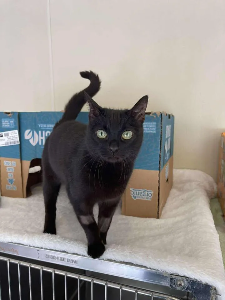 A senior small-sized female Black Domestic Short Hair cat named Tupelo for adoption in Winthrop, ME
