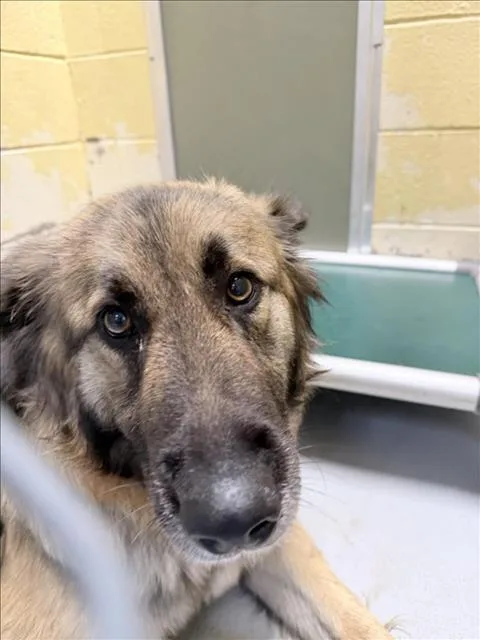 An adult large-sized female German Shepherd Dog dog named Meadow for adoption in Tulsa, OK