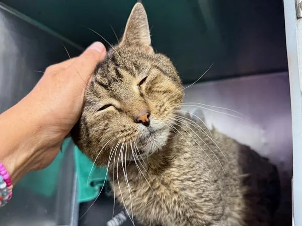 A senior medium-sized male Domestic Short Hair cat named Megastar for adoption in New York, NY