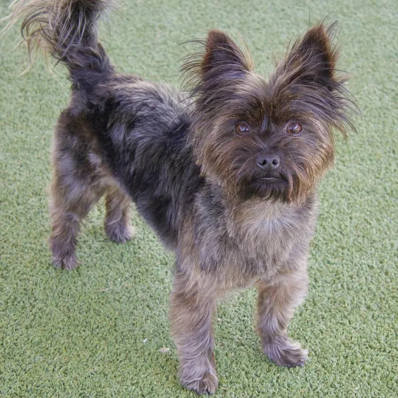 An adult small-sized male Brindle Yorkshire Terrier dog named Java for adoption in Godfrey, IL