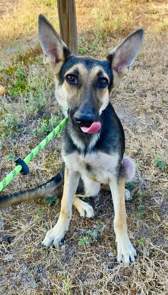 A baby large-sized male Tricolor (Brown, Black, & White) German Shepherd Dog dog named Thor for adoption in Greeneville , TN