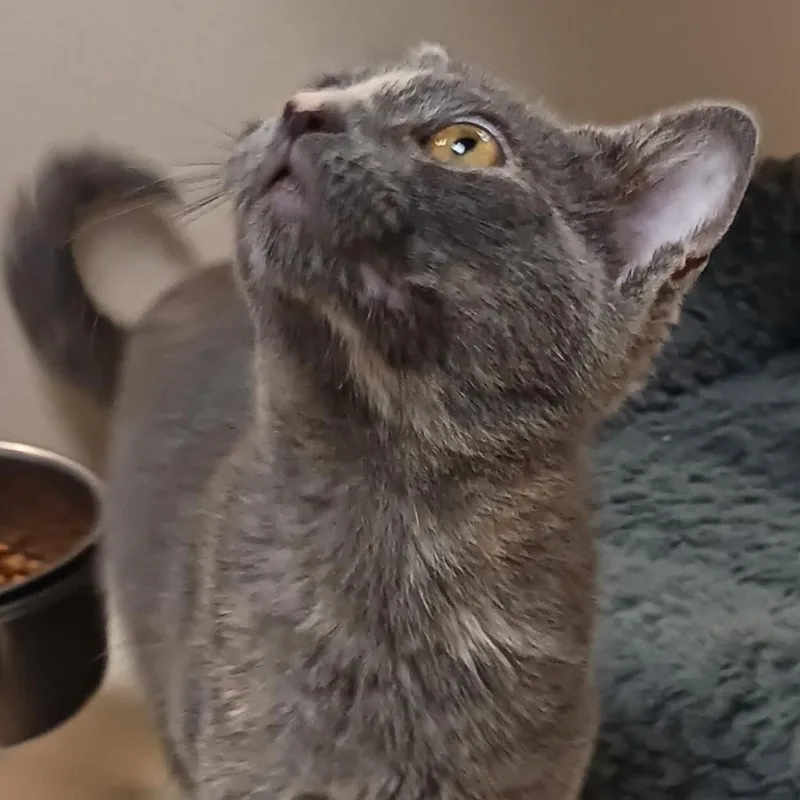 An adult small-sized female Gray / Blue / Silver Domestic Short Hair cat named Gracey for adoption in Galveston, TX