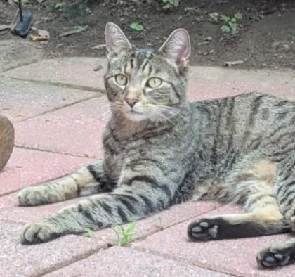 An adult small-sized male Domestic Short Hair cat named Fred for adoption in Madison, NJ