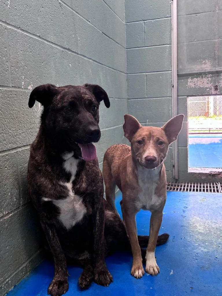A young medium-sized female Mixed Breed dog named Blondie for adoption in Danielsville, GA
