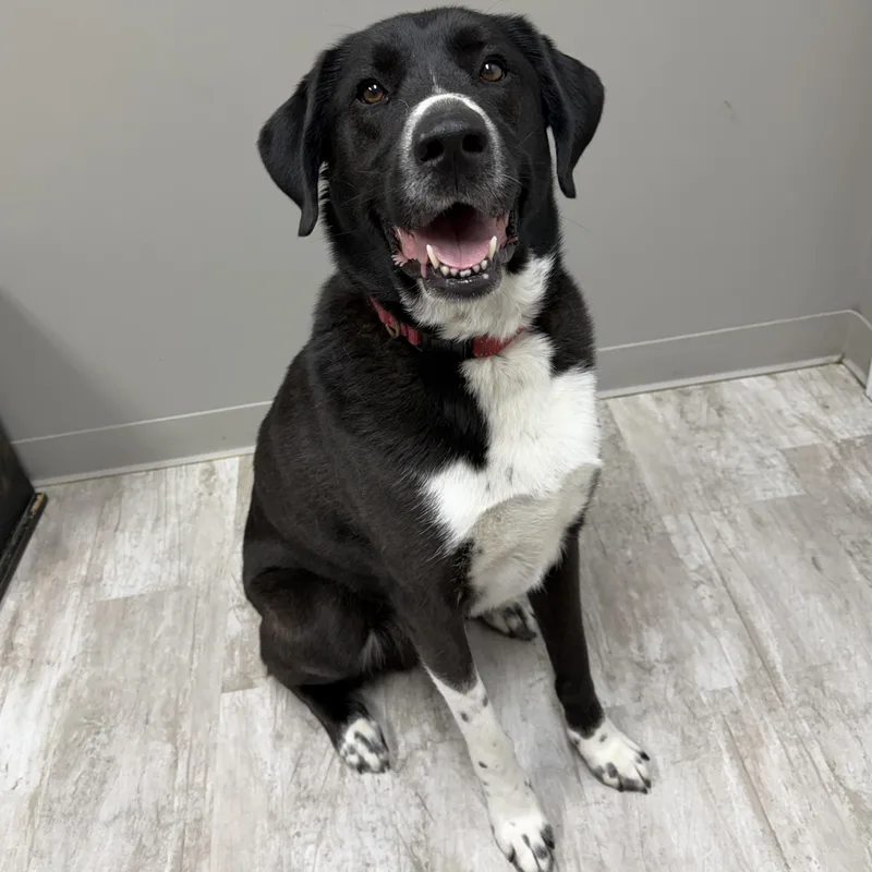 An adult large-sized male Black Labrador Retriever dog named Huckleberry for adoption in Urbana, OH