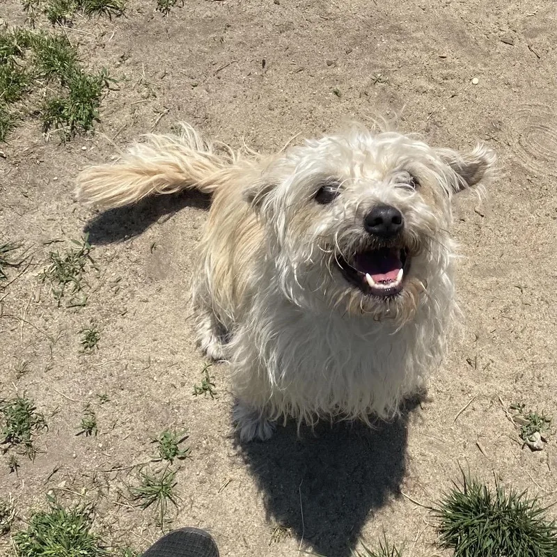 A young small-sized female White / Cream Terrier dog named Shrimpette for adoption in Newark, NJ