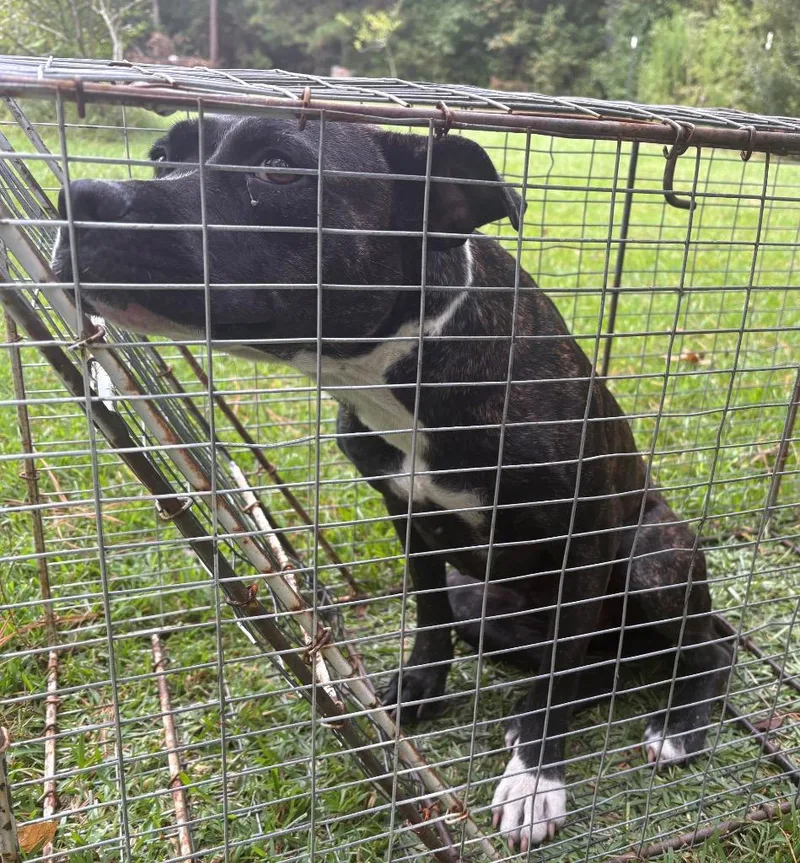 A young medium-sized female Mixed Breed dog named Bell for adoption in Effingham, SC