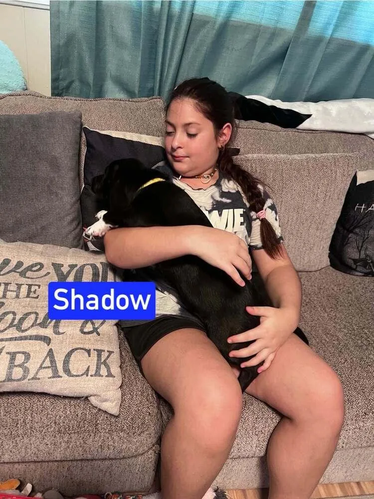 A baby small-sized female Tricolor (Brown, Black, & White) Labrador Retriever dog named Shadow for adoption in Silsbee, TX
