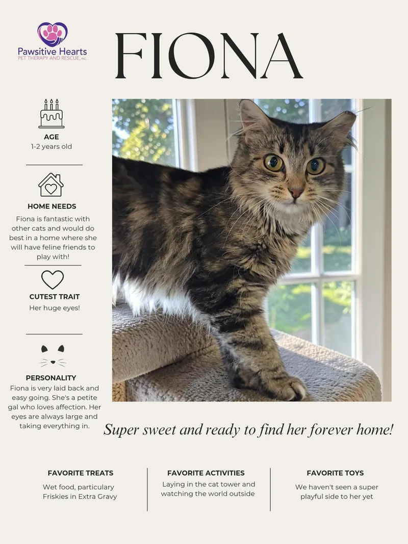 A young medium-sized female Tabby (Gray / Blue / Silver) Tabby cat named Fiona for adoption in Kenhorst, PA