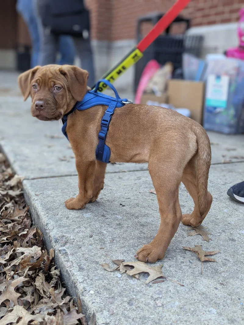 Porter  Beer Litter thumbnail 2