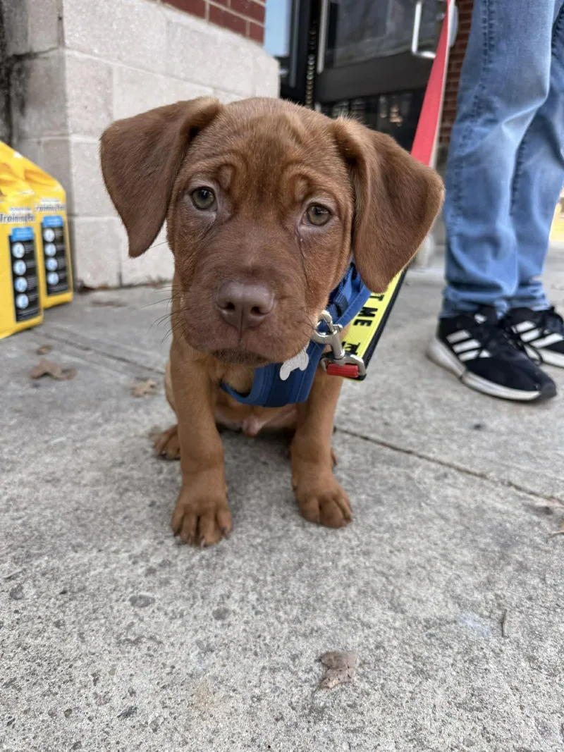 Porter  Beer Litter thumbnail 3