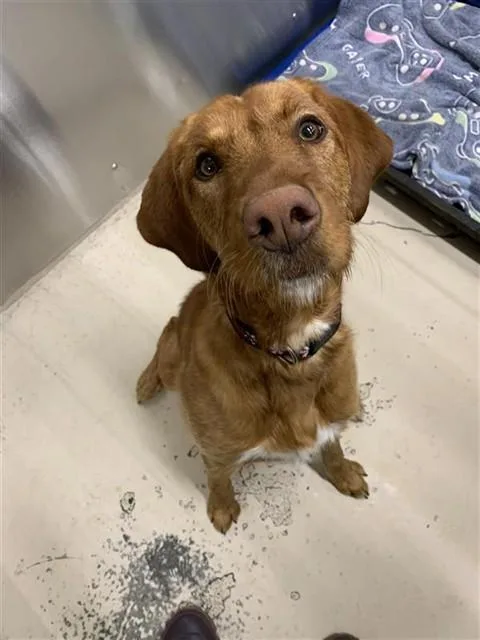 A young large-sized female Irish Setter dog named Sadee for adoption in Fairbanks, AK